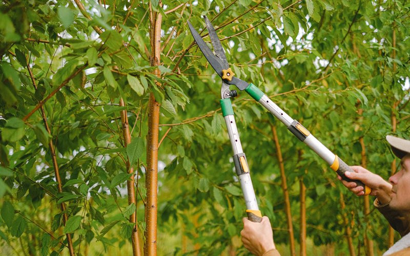 Tree trimming in Oronoco, MN